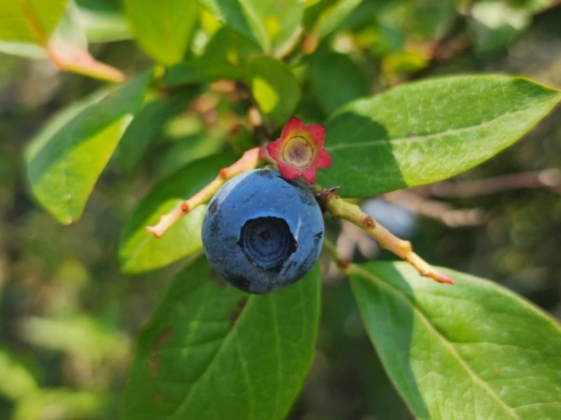 Why You Should Bring Your Kids to See Their Grandparents in&nbsp;2025.