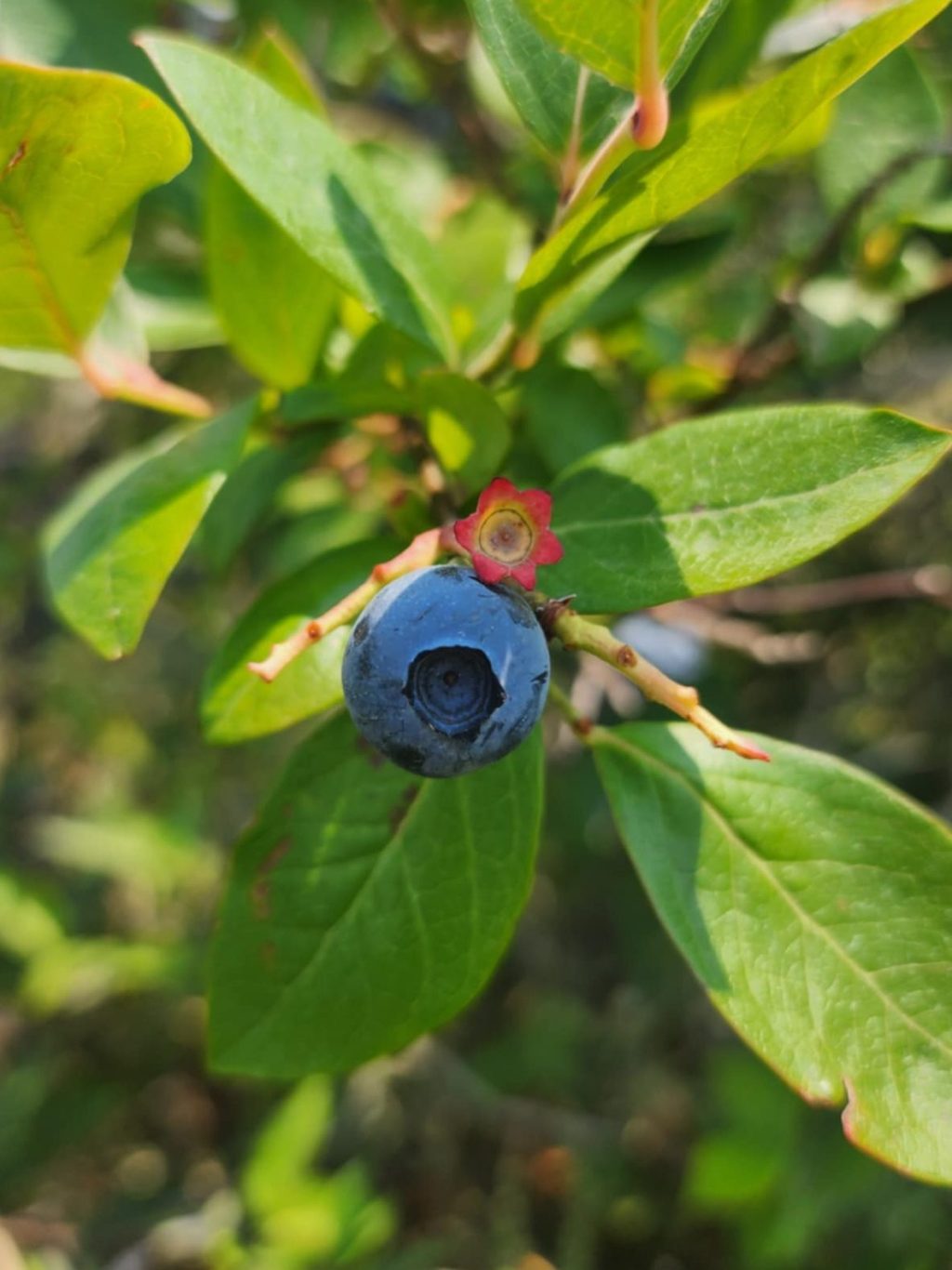 Why You Should Bring Your Kids to See Their Grandparents in&nbsp;2025.